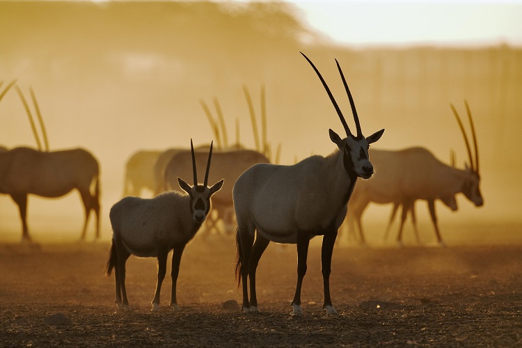 Anantara Sir Bani Yas Island
